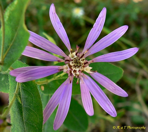 {Symphyotrichum phlogifolium}